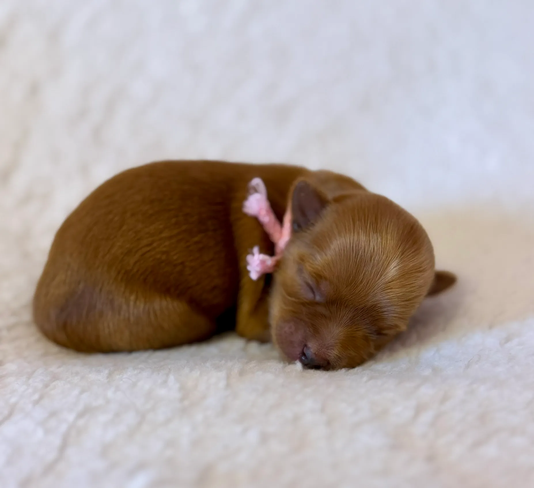 Yorkshire teriér štěně z CHS Bohemian Paradise - fotografie 1