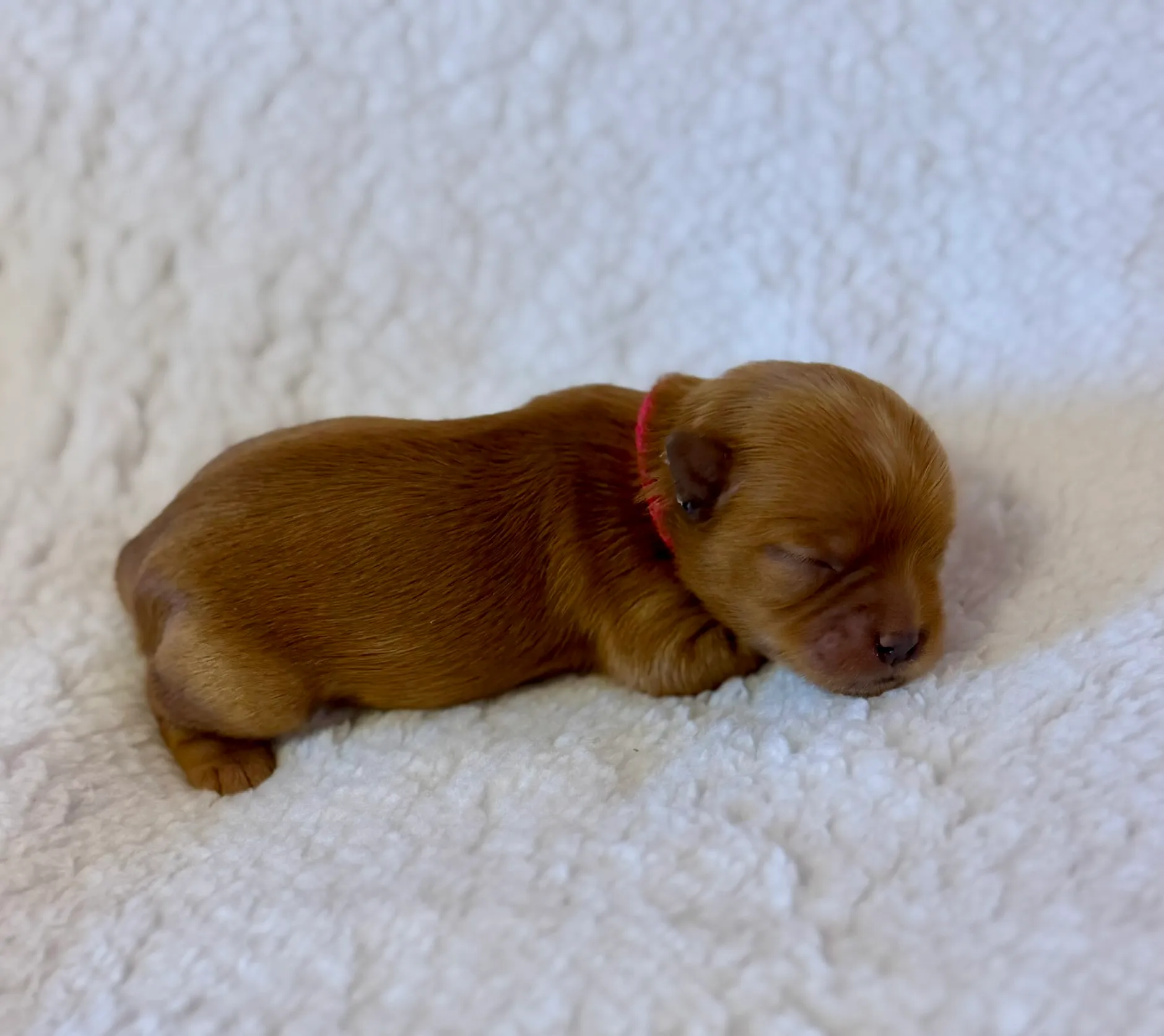 Yorkshire teriér štěně ze zodpovědného chovu - socializace 3