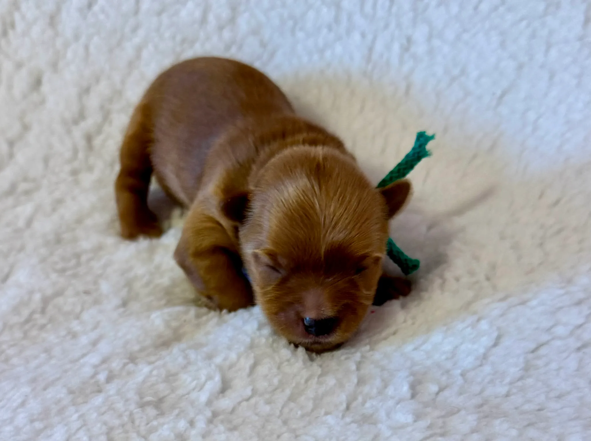 Yorkshire teriér štěně ze zodpovědného chovu - socializace 1