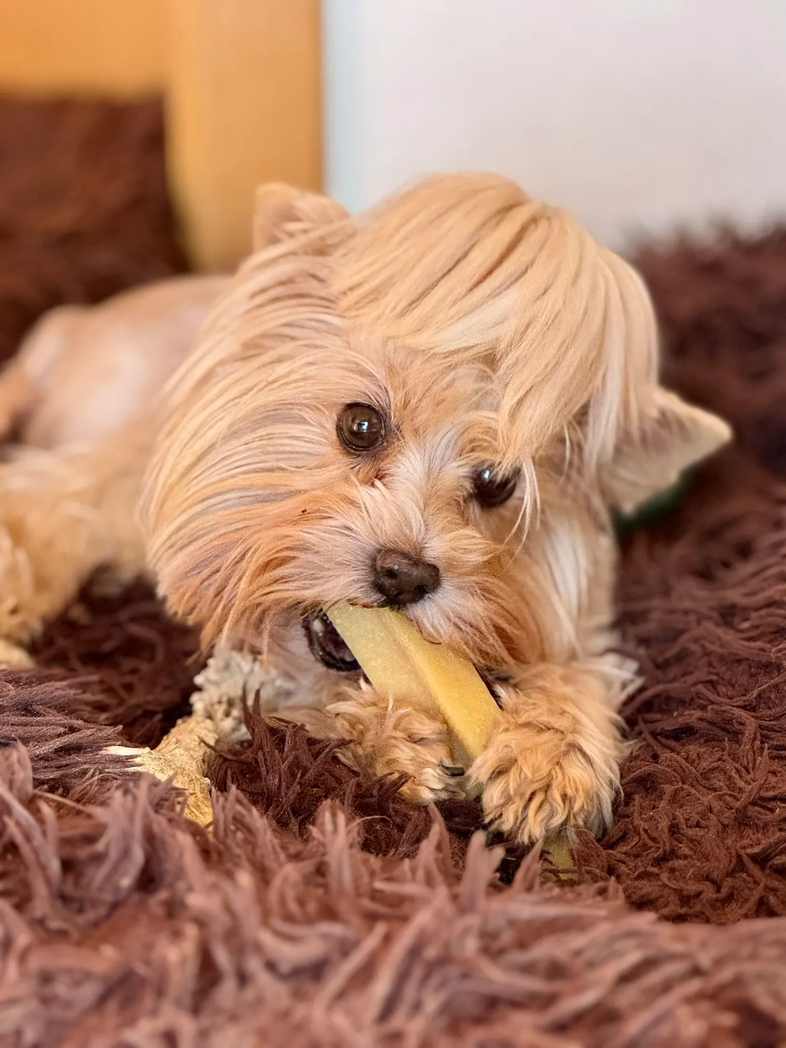 Yorkshire teriér štěně z CHS Bohemian Paradise - fotografie 3