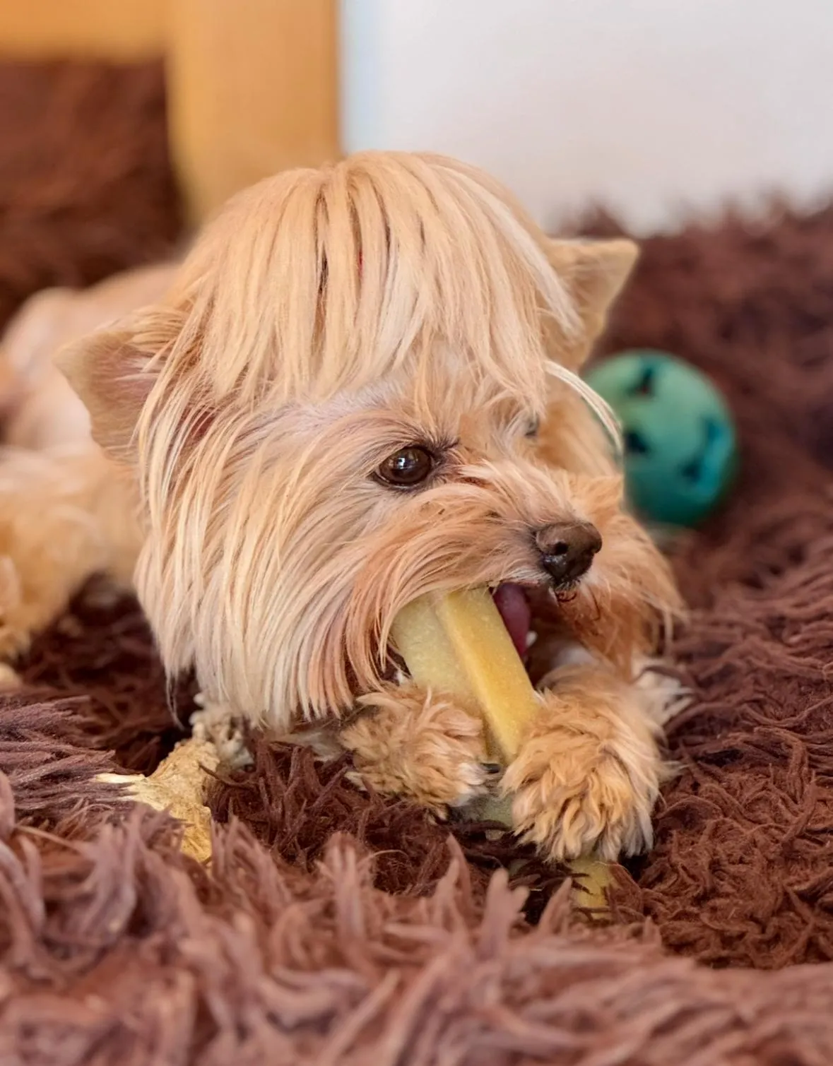 Babička — zakladatelka chovu