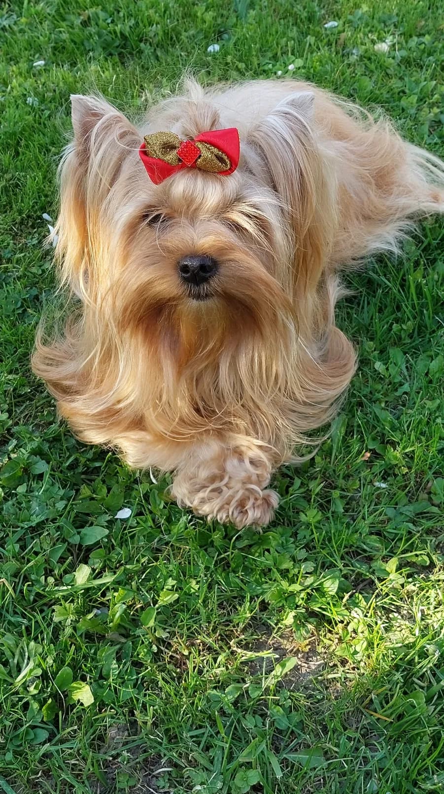 Chovná fena Yorkshire teriér CHS Bohemian Paradise - zdravá ověřená linie 2