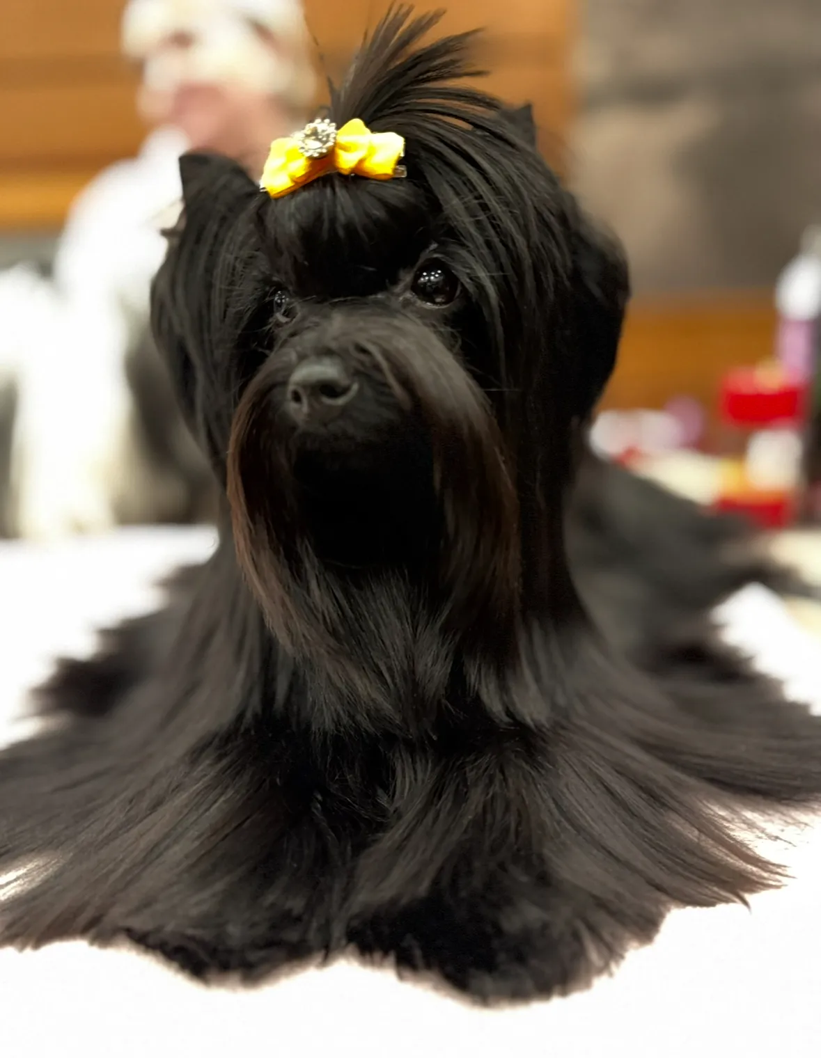 Chovná fena Yorkshire teriér CHS Bohemian Paradise - zdravá ověřená linie 1