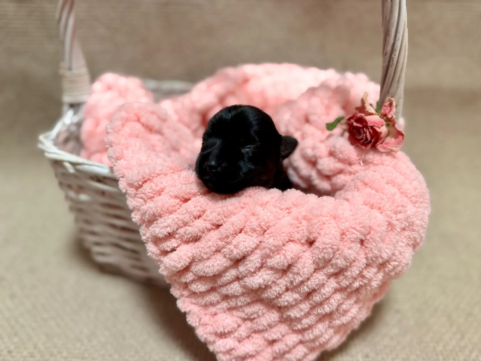 Aktuální vrh štěňat Yorkshire teriér z CHS Bohemian Paradise - fotografie 2