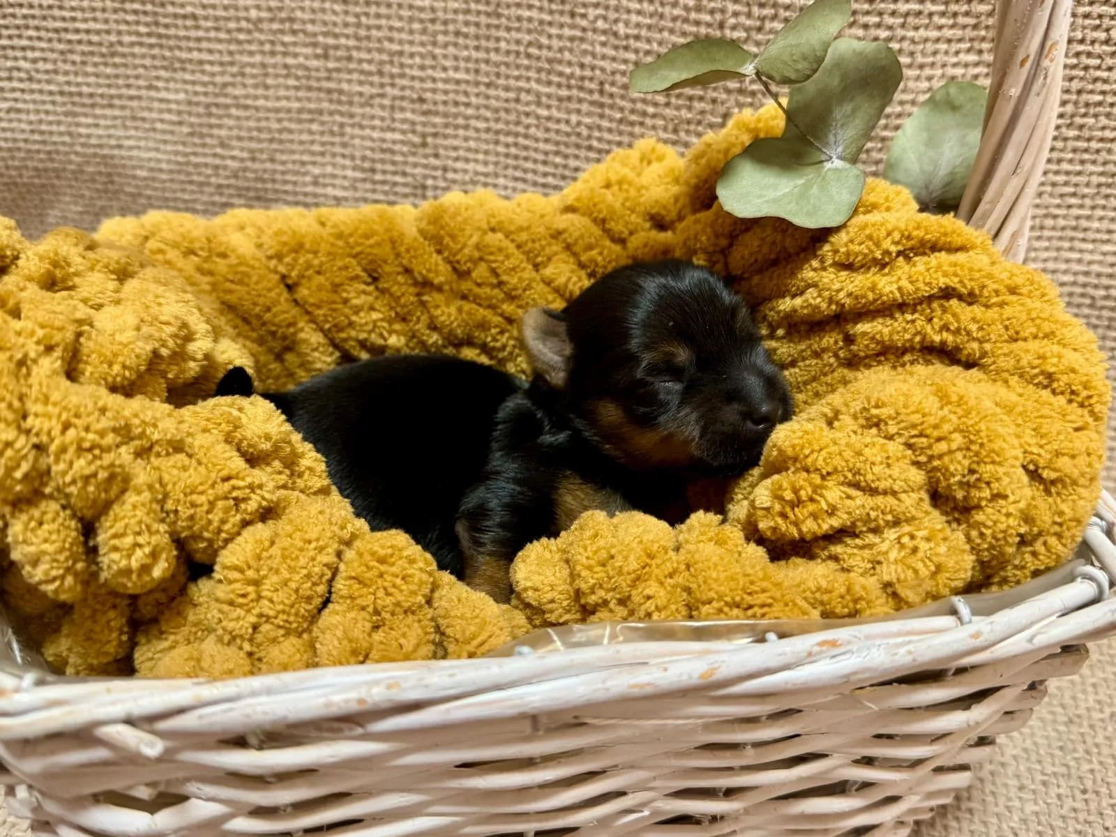 Aktuální vrh štěňat Yorkshire teriér z CHS Bohemian Paradise - fotografie 3