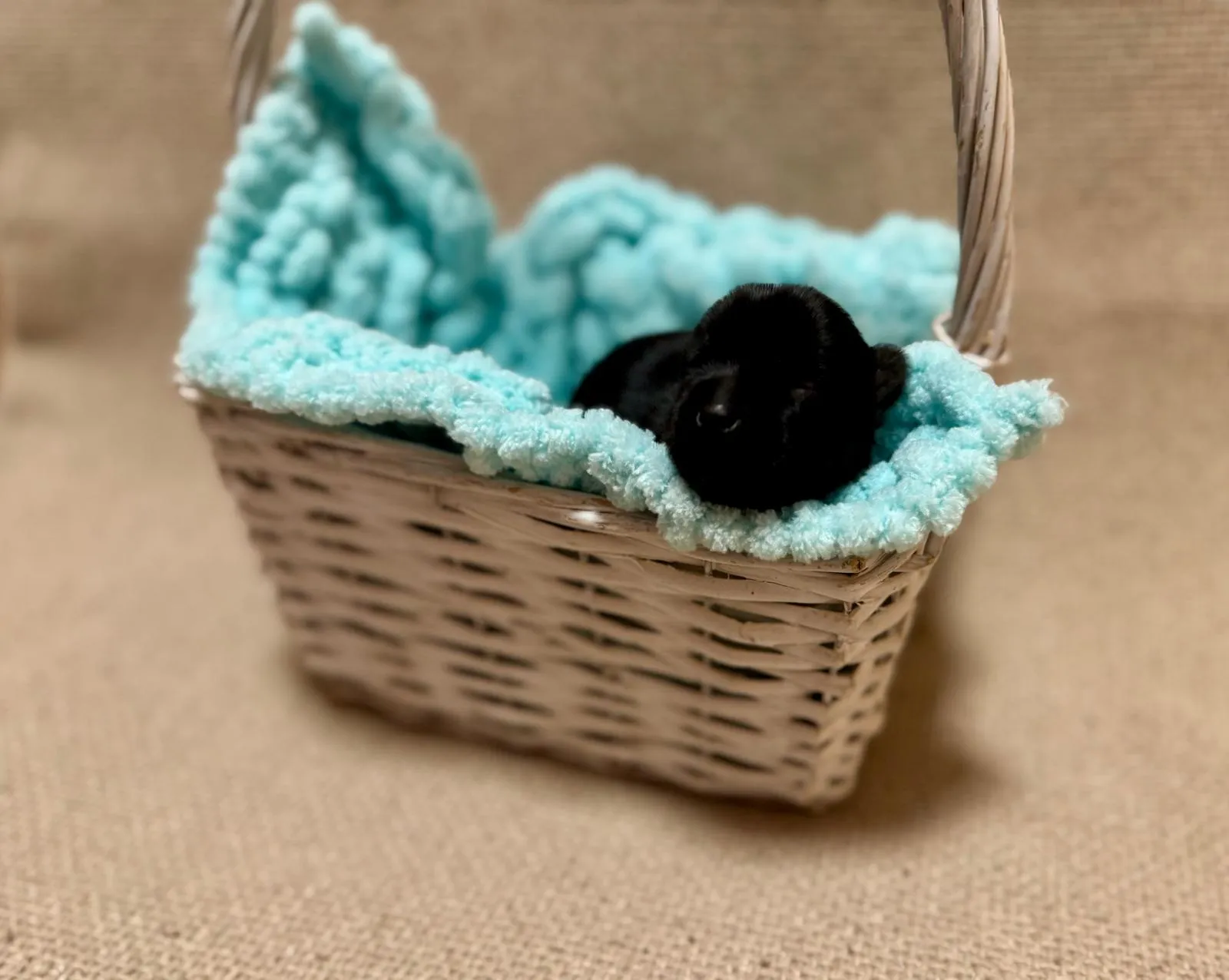 Aktuální vrh štěňat Yorkshire teriér z CHS Bohemian Paradise - fotografie 4