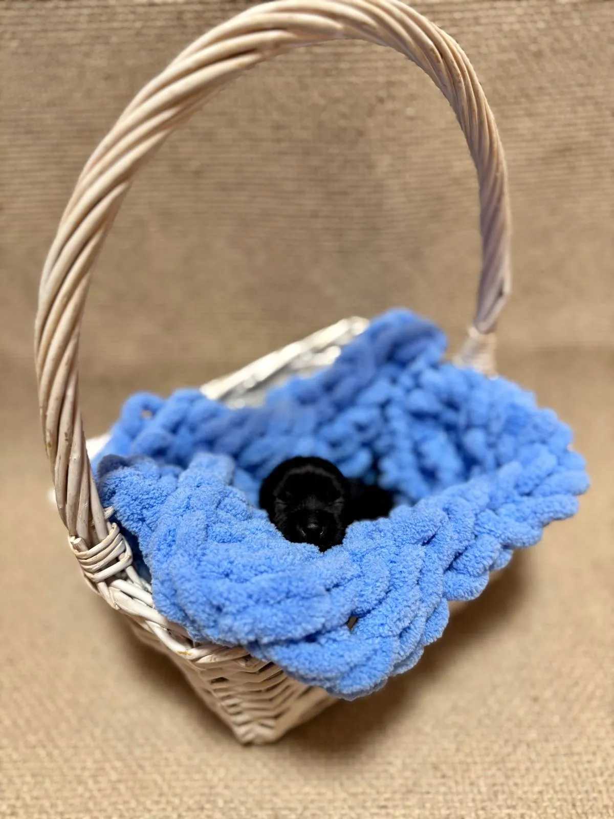 Aktuální vrh štěňat Yorkshire teriér z CHS Bohemian Paradise - fotografie 5