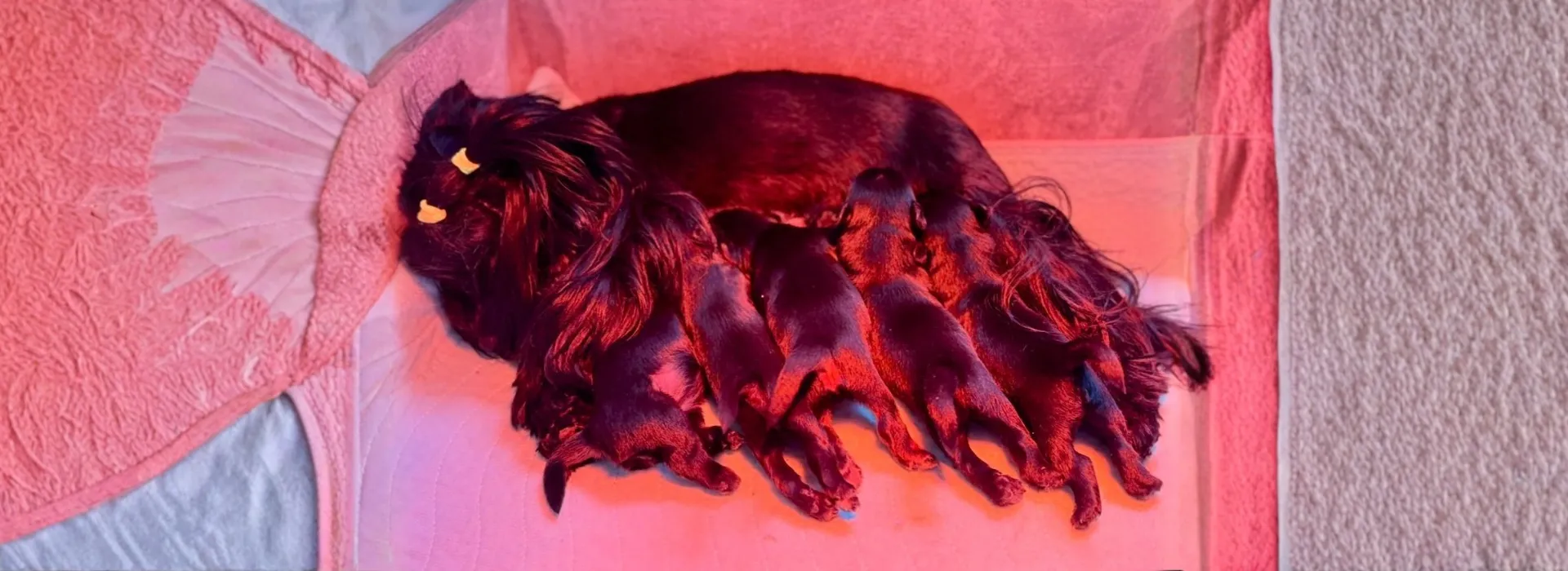 Yorkshire teriér – CHS Bohemian Paradise